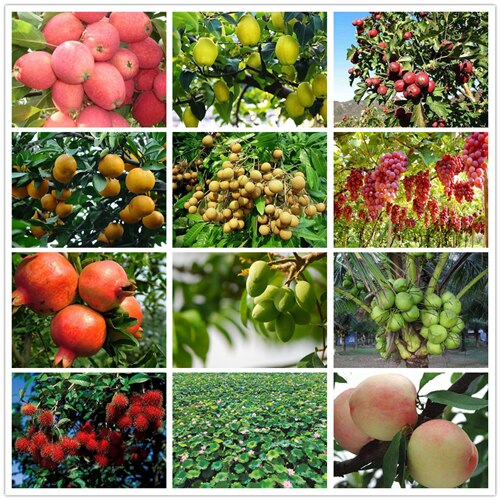 10ml Water-soluble Honey Peach Essential Oil Aromatherapy Organic Piant Essential Oil Relieve Body Stress Skin Care Makeups TSLM